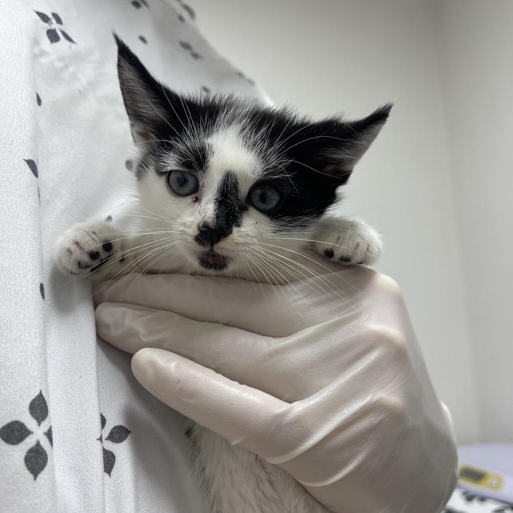 Enlarge Ada Lovelace, a Adoptable Domestic Short Hair in Long Beach, CA image 4/4