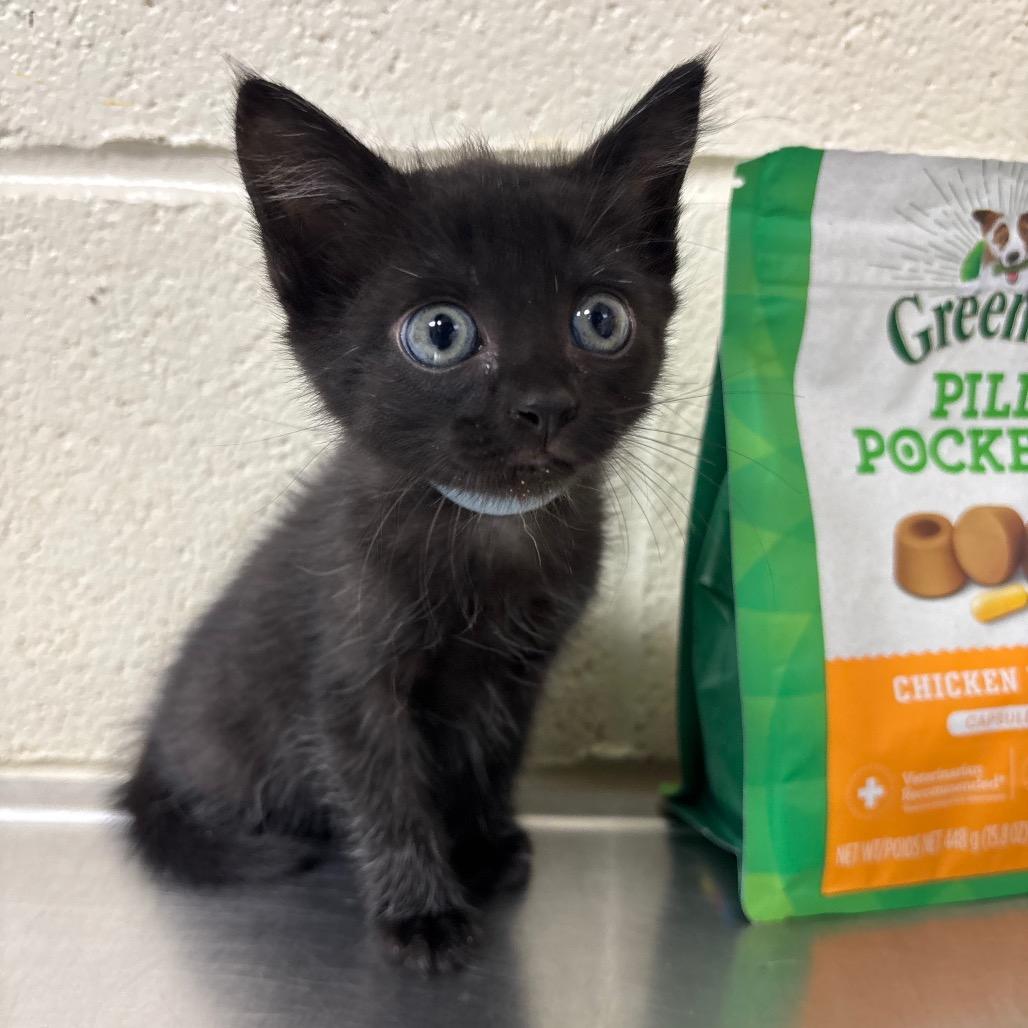 Opal, Adoptable, Kitten Female Domestic Short Hair.