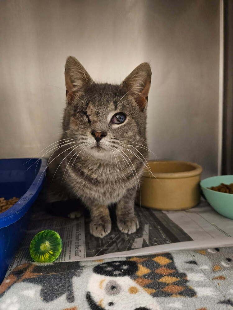 Enlarge Dusky, an adopted Domestic Short Hair in Mansfield, OH image 2/2