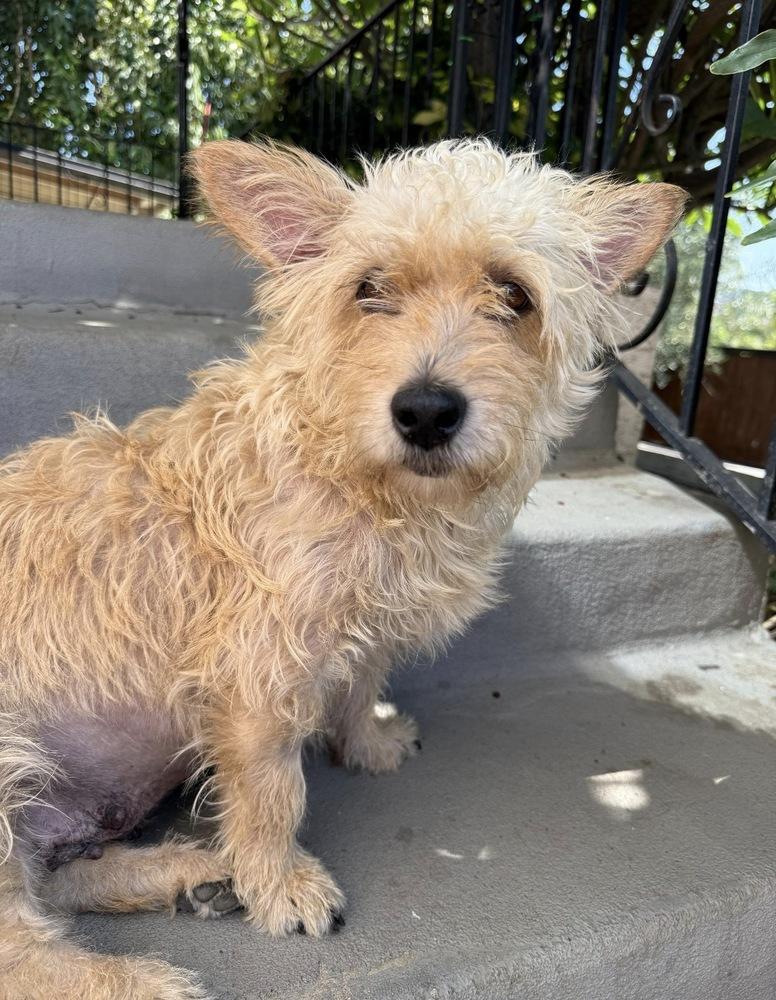 Chanel, Adoptable, Adult Female Terrier.