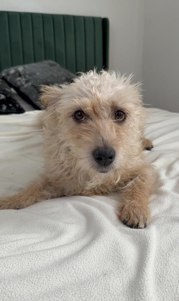 Chanel, a Adoptable mixed breed in St. Petersburg, FL image 2/3