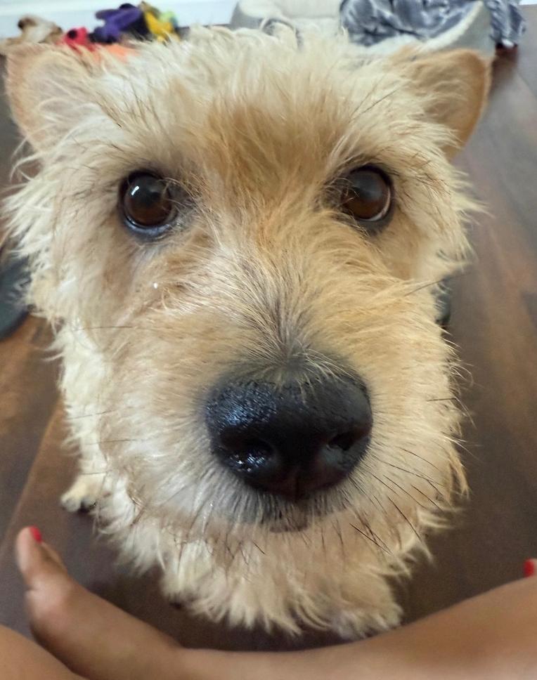 Chanel, a Adoptable mixed breed in St. Petersburg, FL image 3/3