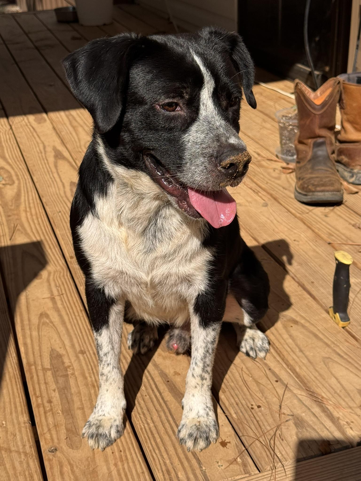 Enlarge Patch, a Adoptable mixed breed in Pelham, AL image 5/6