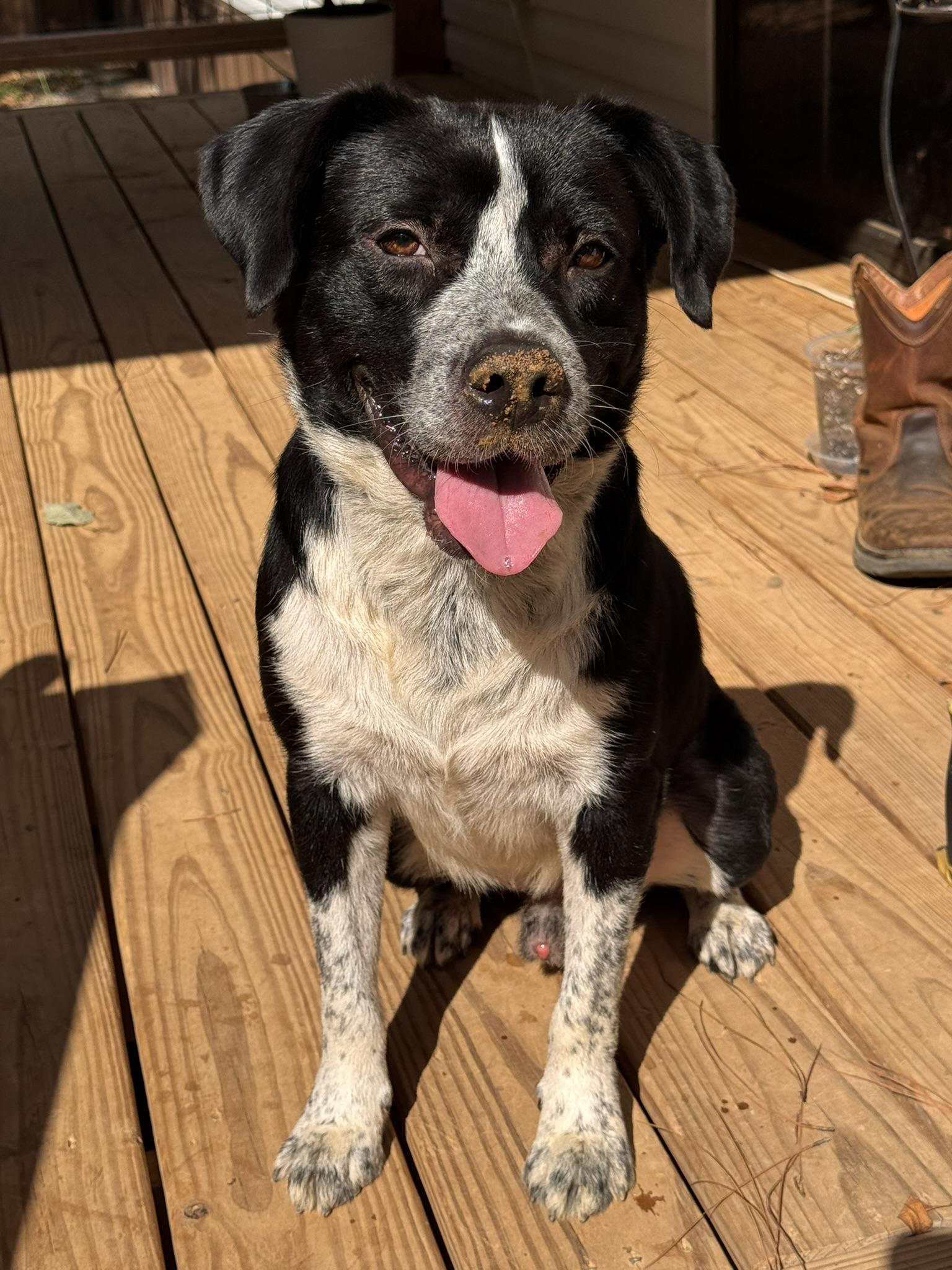 Patch, Adoptable, Adult Male Border Collie & Australian Cattle Dog / Blue Heeler.