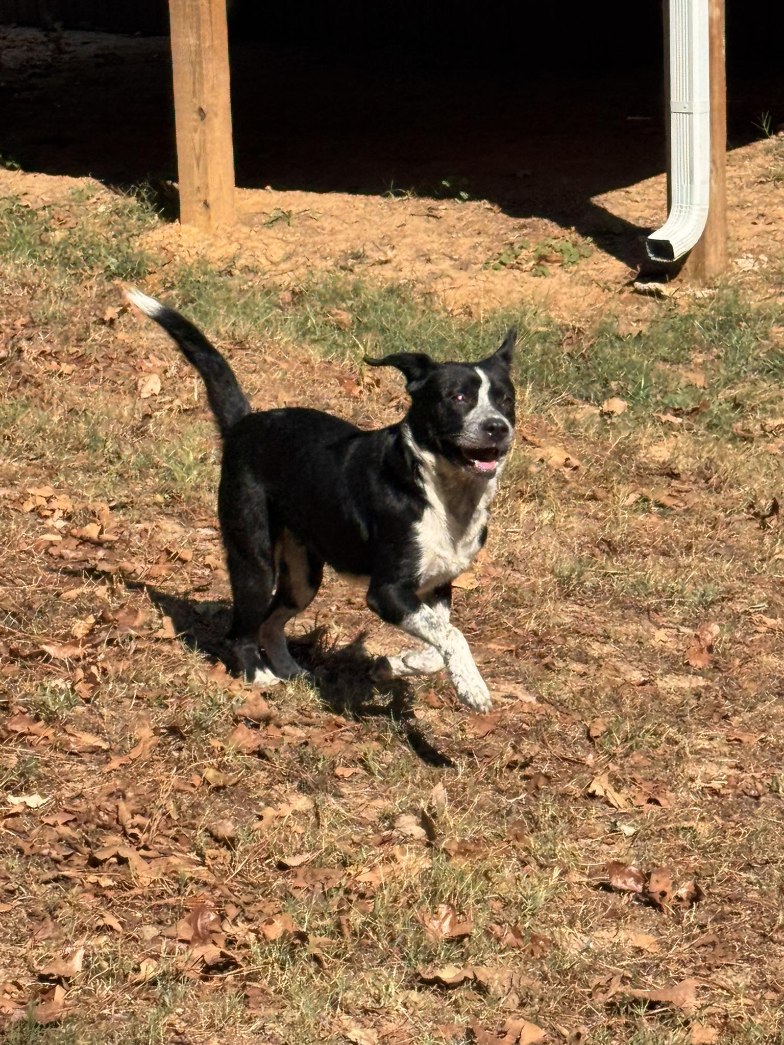 Enlarge Patch, a Adoptable mixed breed in Pelham, AL image 4/6