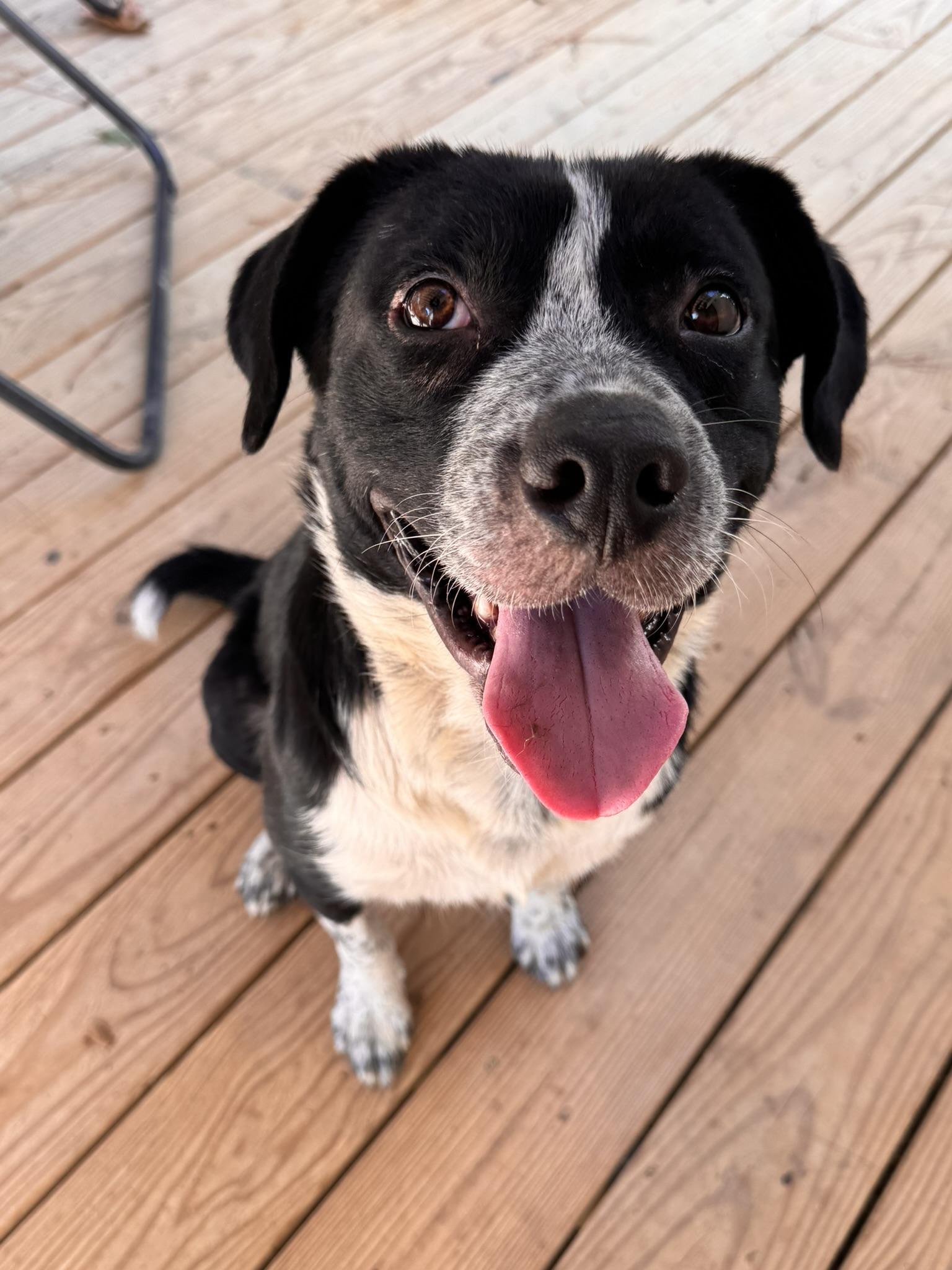 Enlarge Patch, a Adoptable mixed breed in Pelham, AL image 6/6