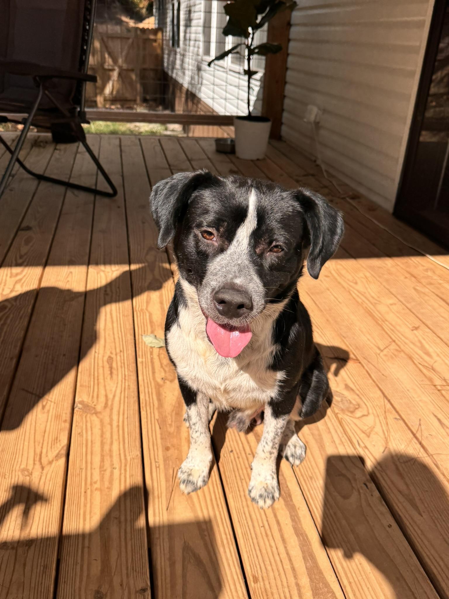 Enlarge Patch, a Adoptable mixed breed in Pelham, AL image 2/6