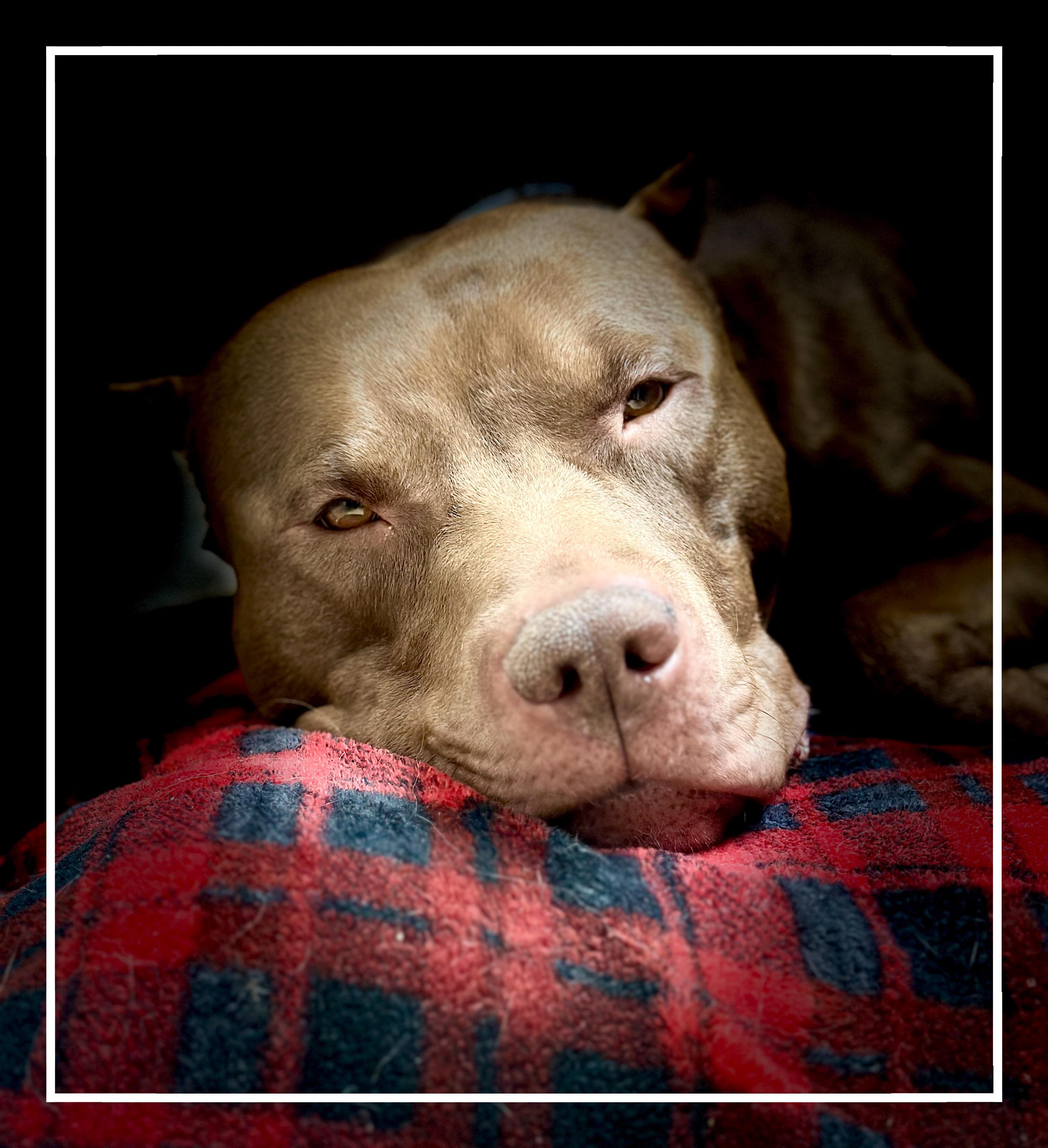 Enlarge Odin- #50241, a ADOPTABLE American Bully in Columbia, MD image 1/5