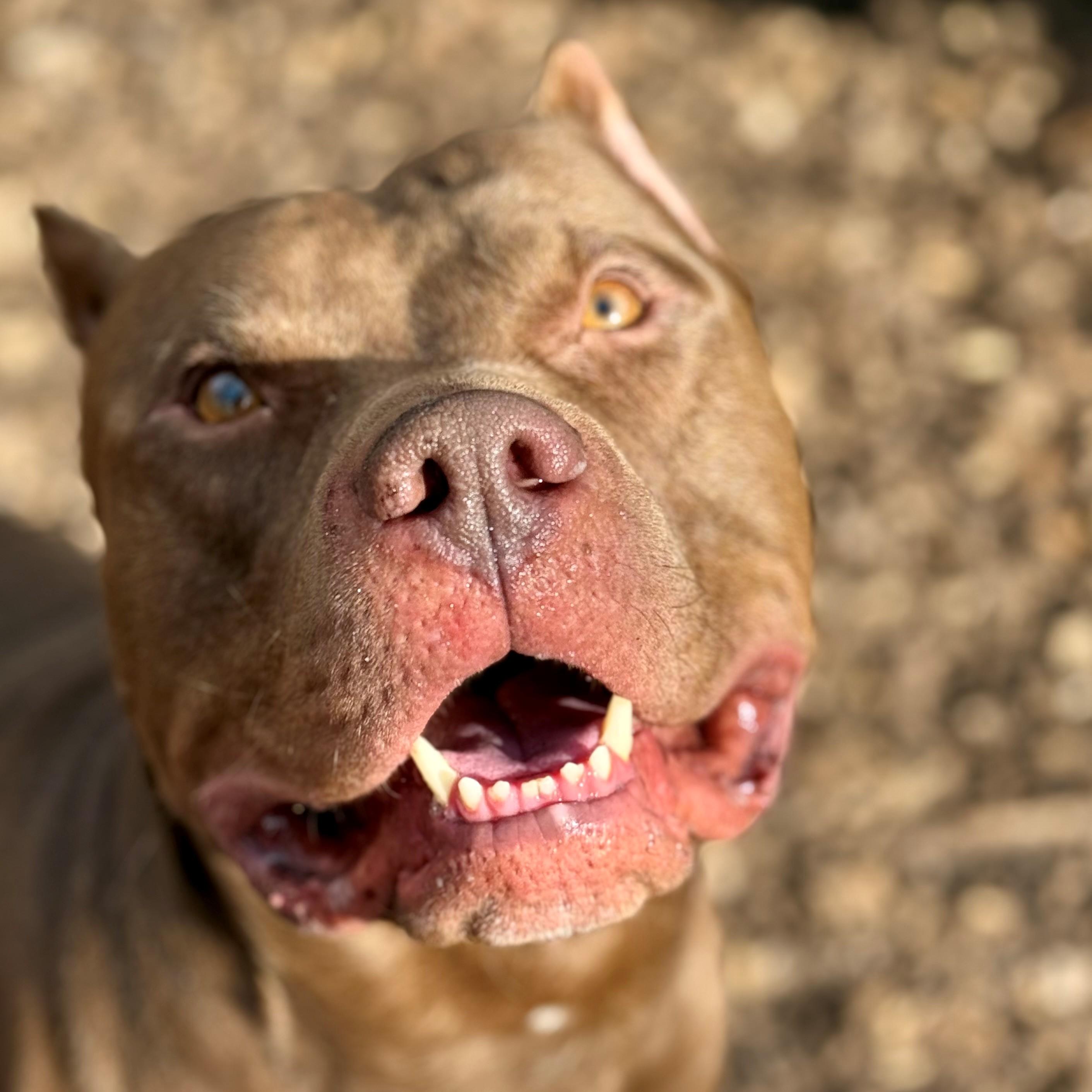 Odin- #50241, ADOPTABLE, Adult Male American Bully.