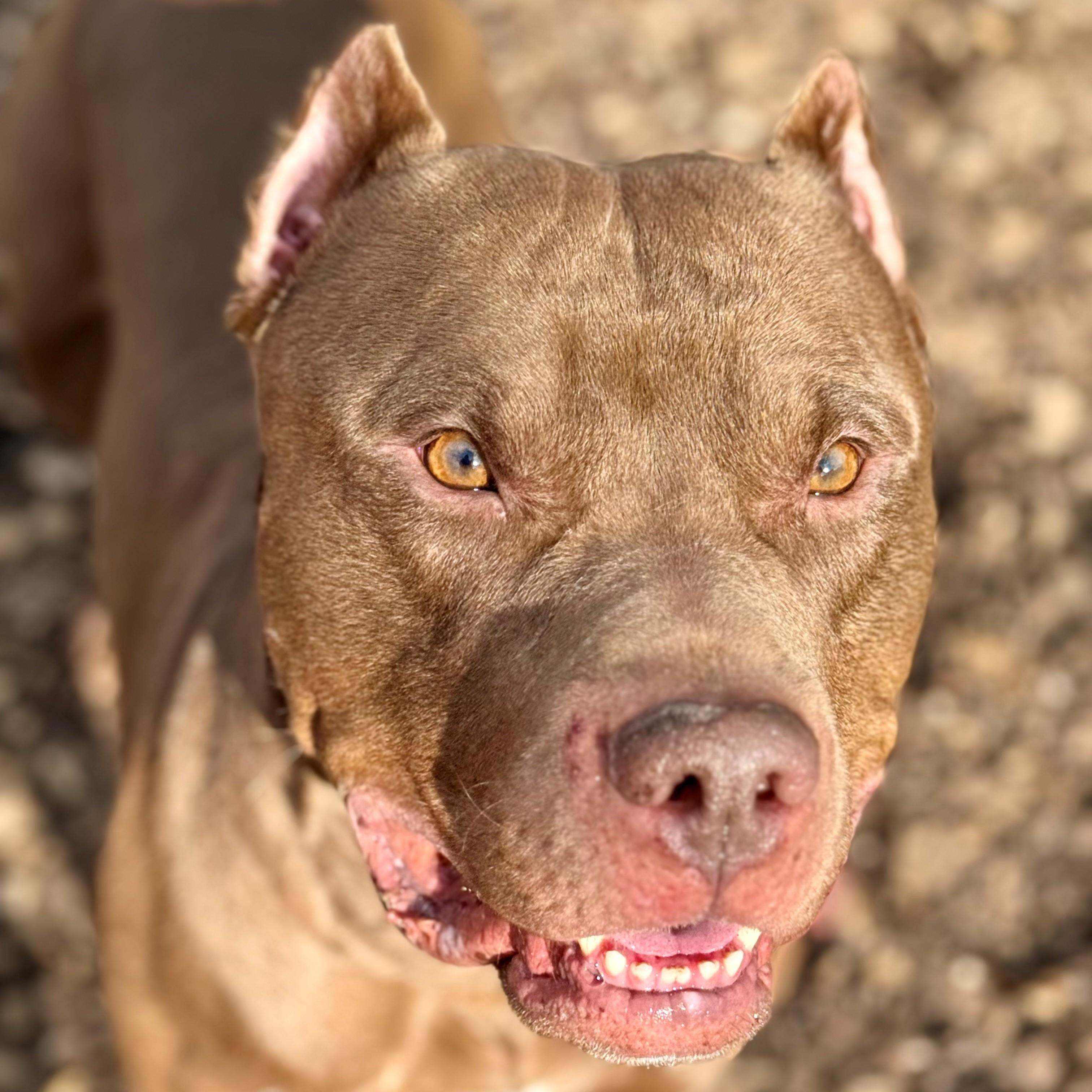 Enlarge Odin- #50241, a ADOPTABLE American Bully in Columbia, MD image 3/5