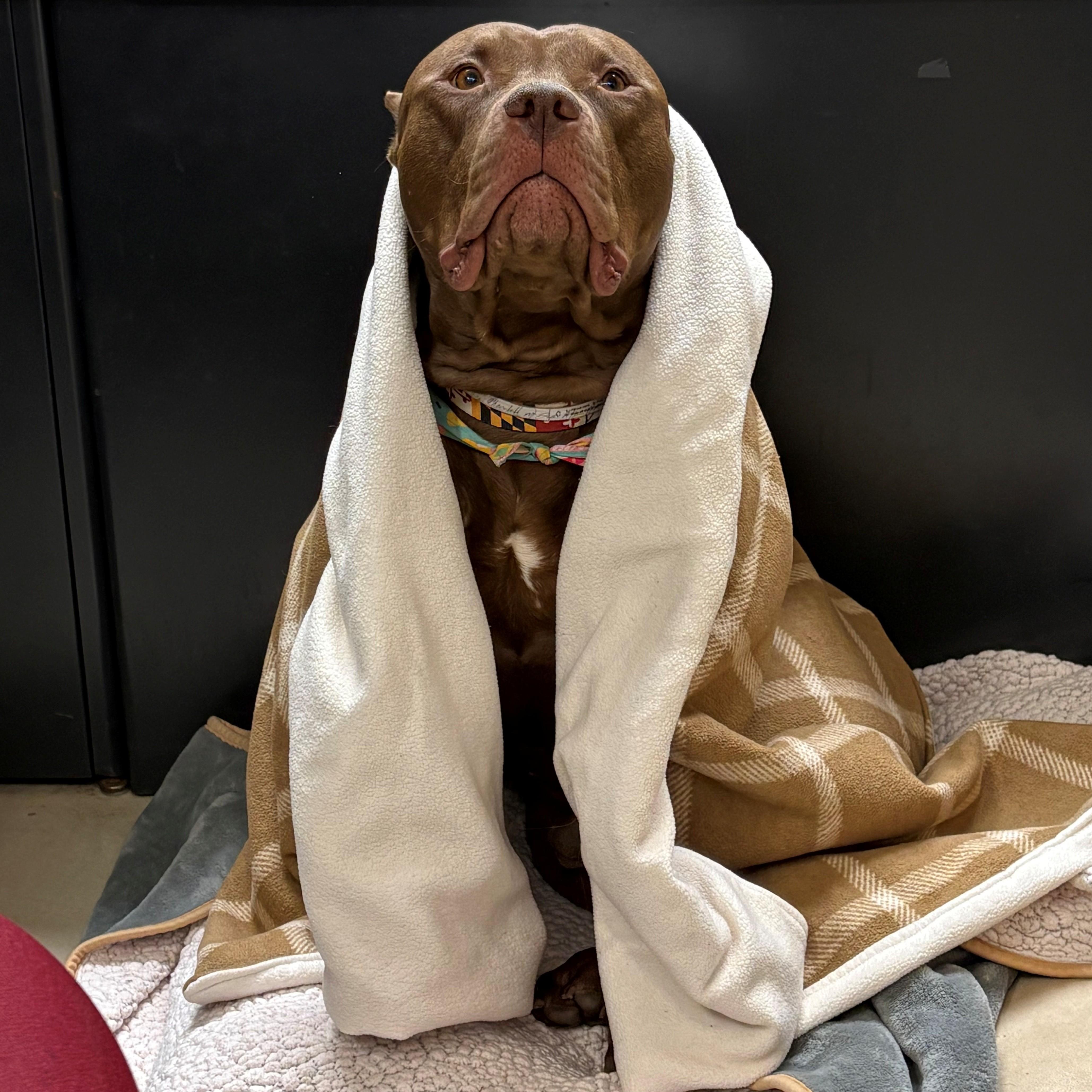 Enlarge Odin- #50241, a ADOPTABLE American Bully in Columbia, MD image 2/5