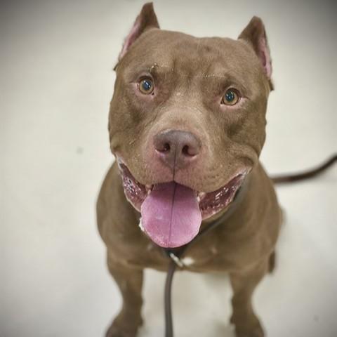 Enlarge Odin- #50241, a ADOPTABLE American Bully in Columbia, MD image 2/2