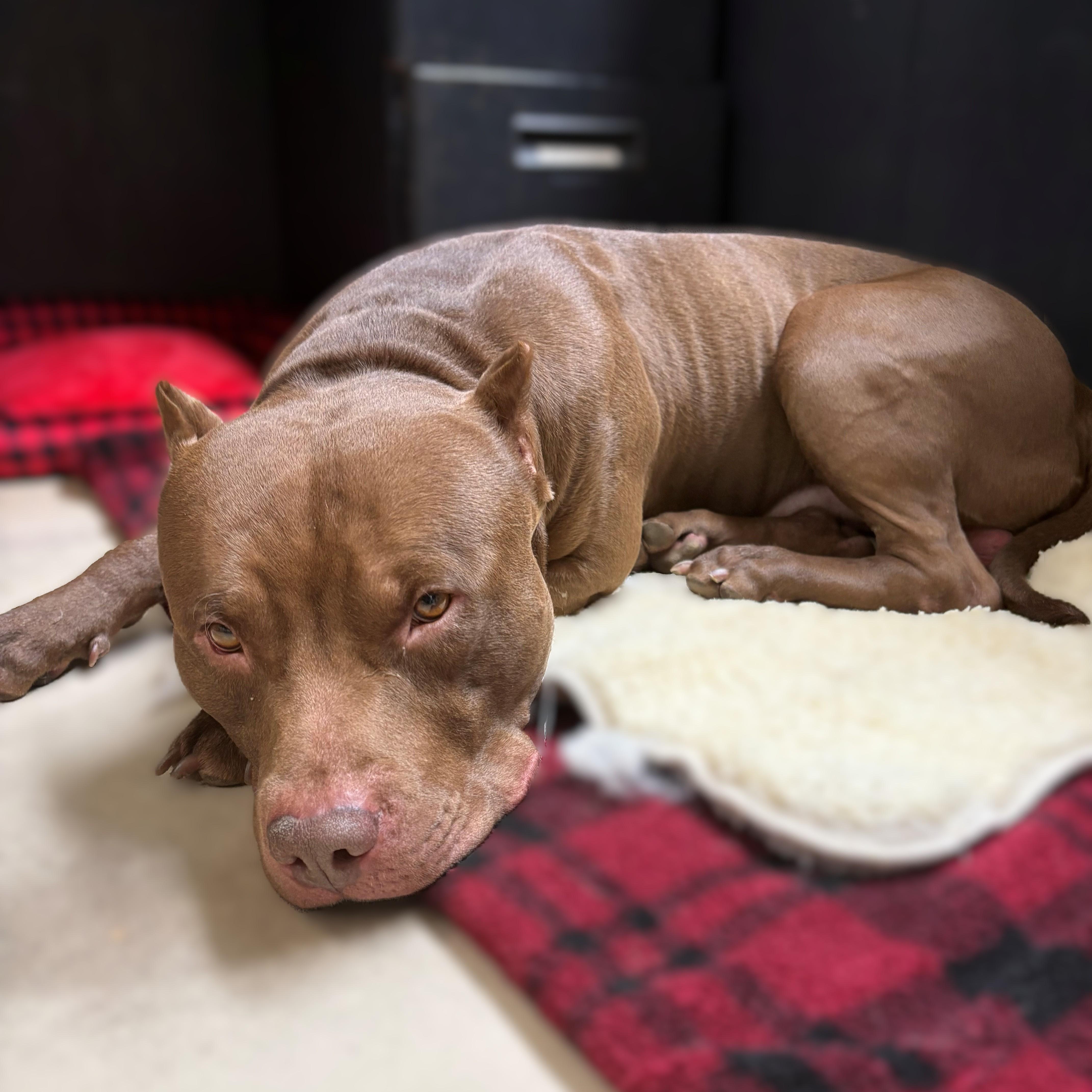 Odin- #50241, ADOPTABLE, Adult Male American Bully.