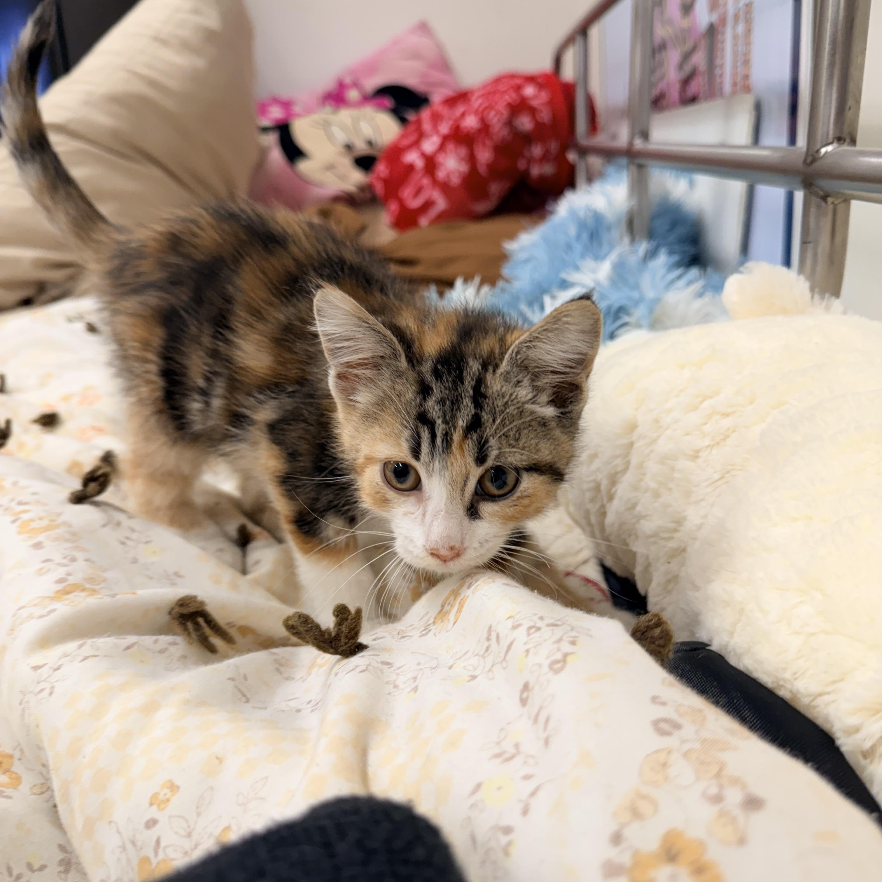 Enlarge Tara, an adopted Domestic Long Hair in Logan, OH image 1/1