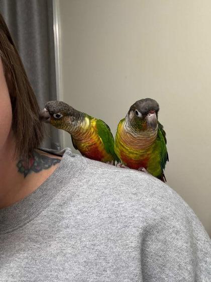 Enlarge Kiwi, a Adoptable Conure in New Hope, PA image 2/3