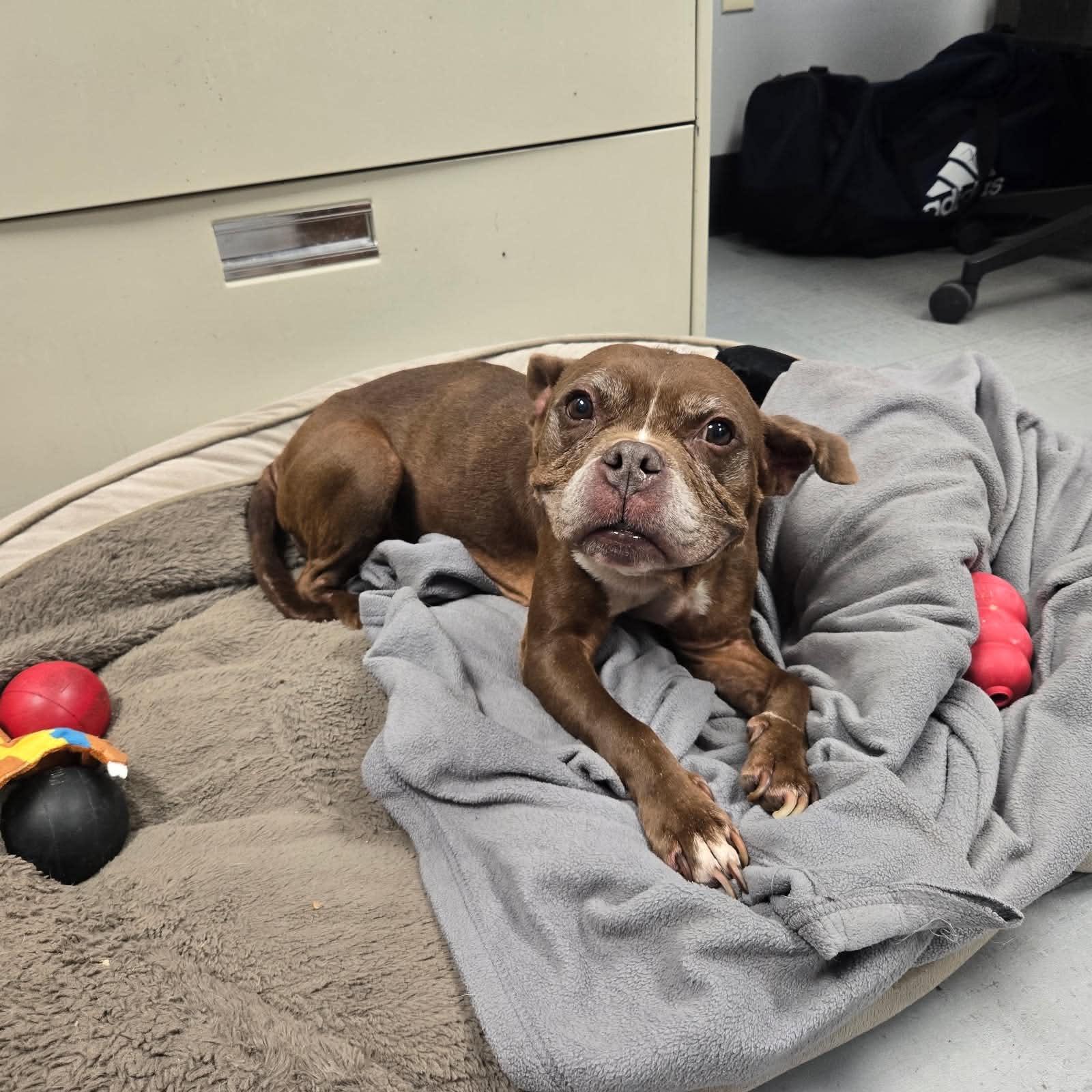 Enlarge Chloe, a Adopted mixed breed in Watertown, WI image 2/2