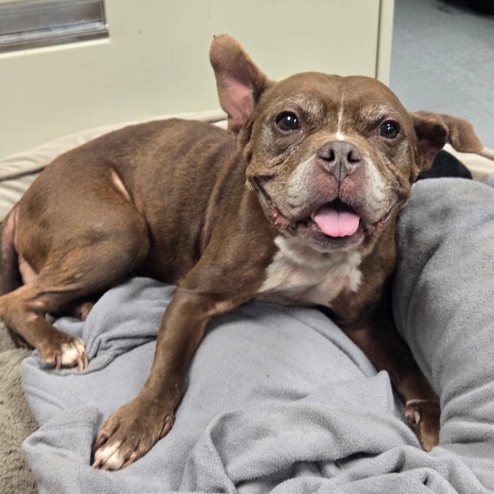 Enlarge Chloe, a Adopted mixed breed in Watertown, WI image 1/2