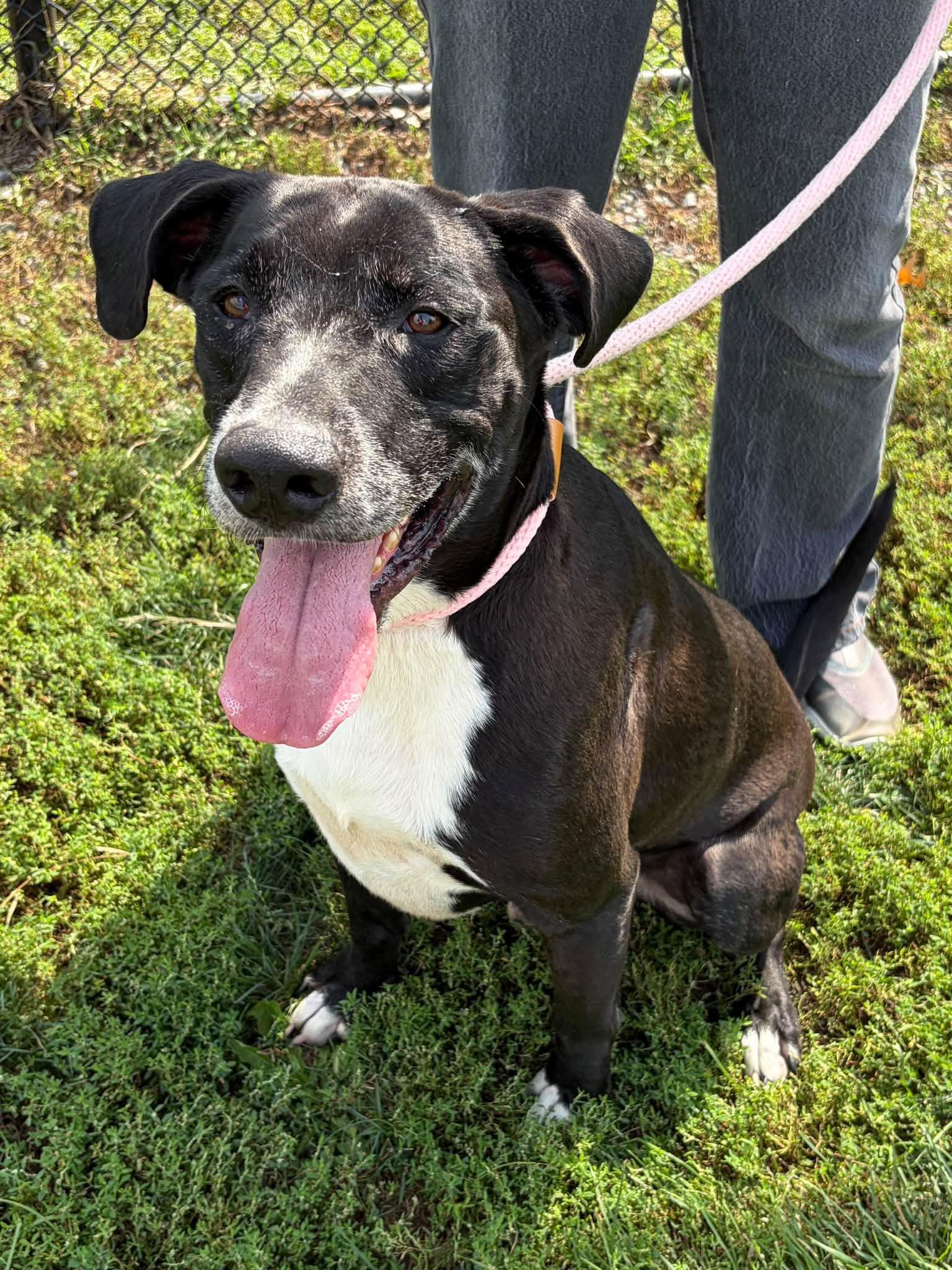 Enlarge Buck, a Adoptable mixed breed in Winchester, VA image 3/6