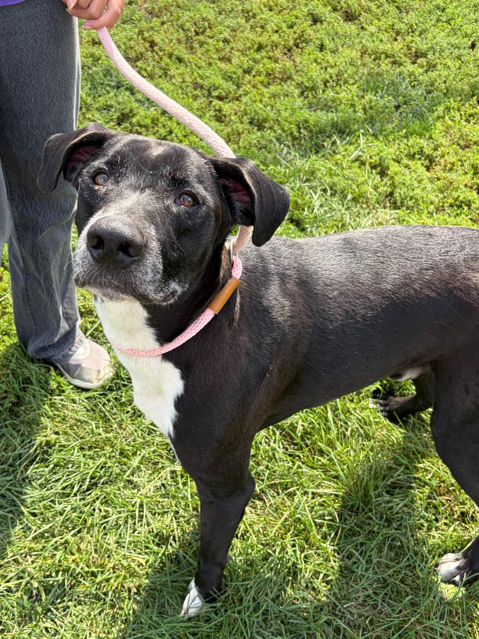 Buck, Adoptable, Adult Male Labrador Retriever.