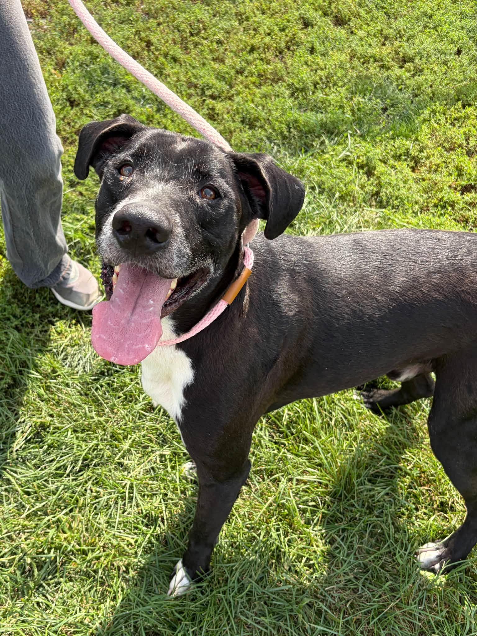 Enlarge Buck, a Adoptable mixed breed in Winchester, VA image 2/6