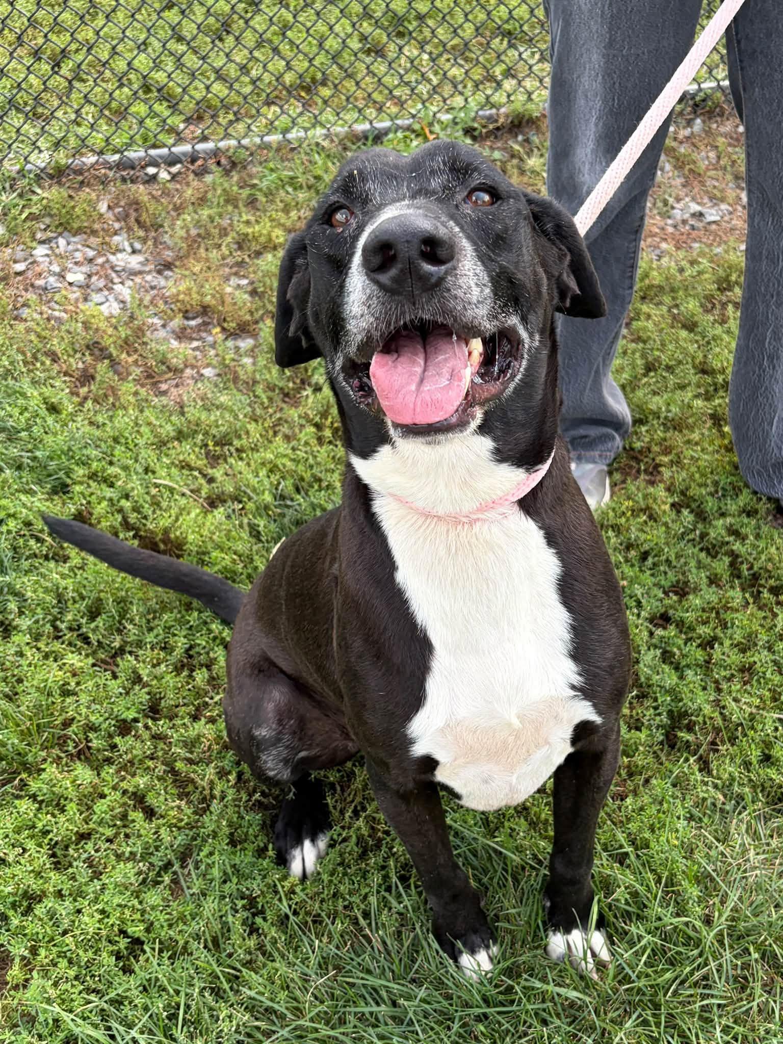 Enlarge Buck, a Adoptable mixed breed in Winchester, VA image 5/6