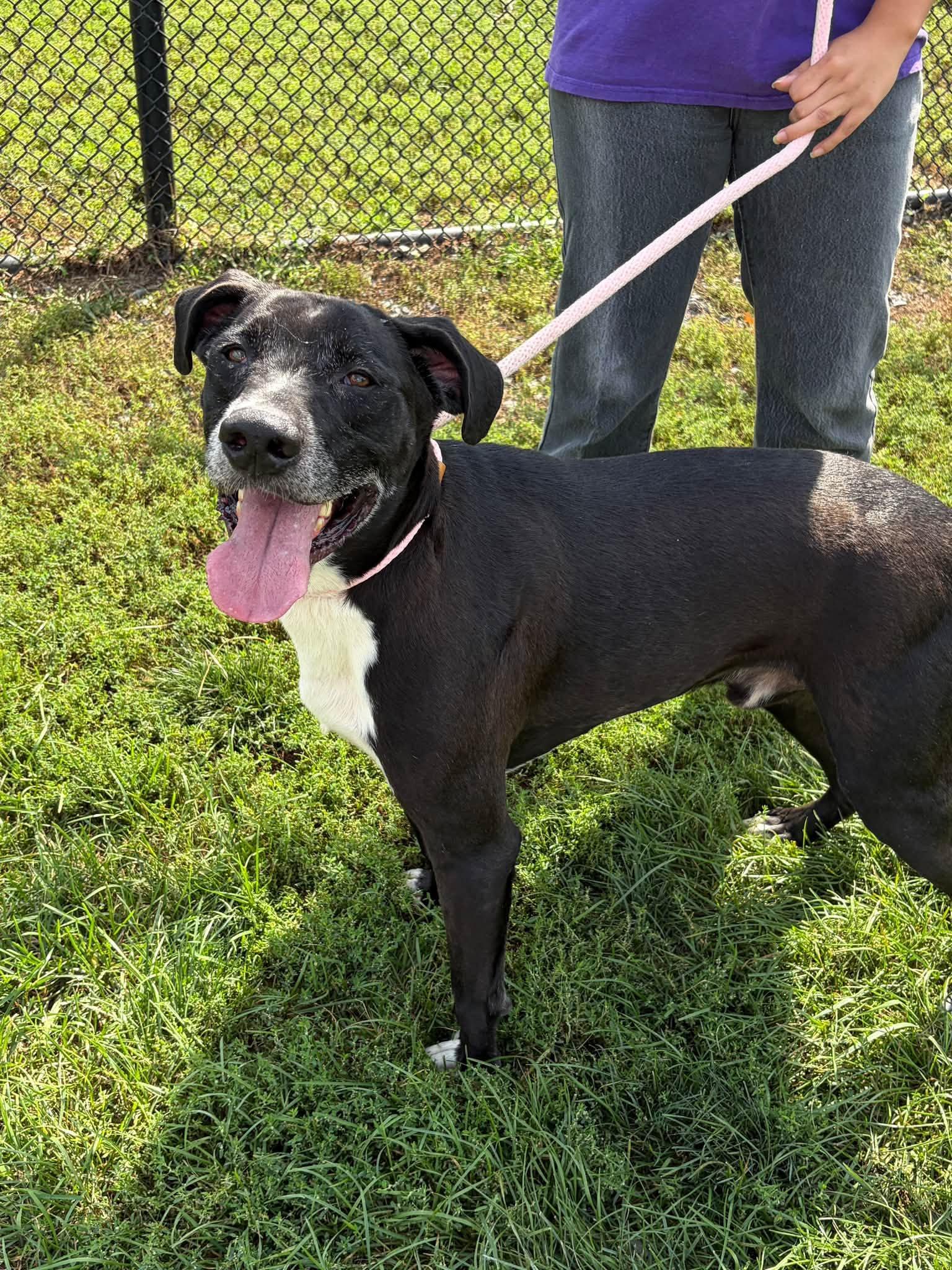 Enlarge Buck, a Adoptable mixed breed in Winchester, VA image 6/6