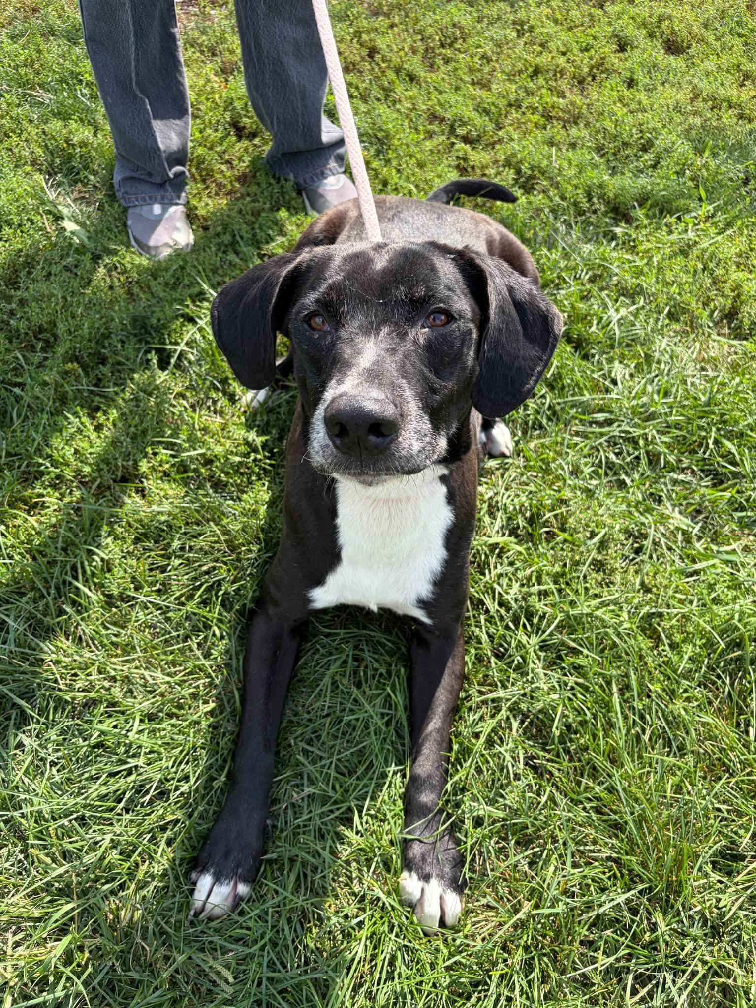 Enlarge Buck, a Adoptable mixed breed in Winchester, VA image 4/6