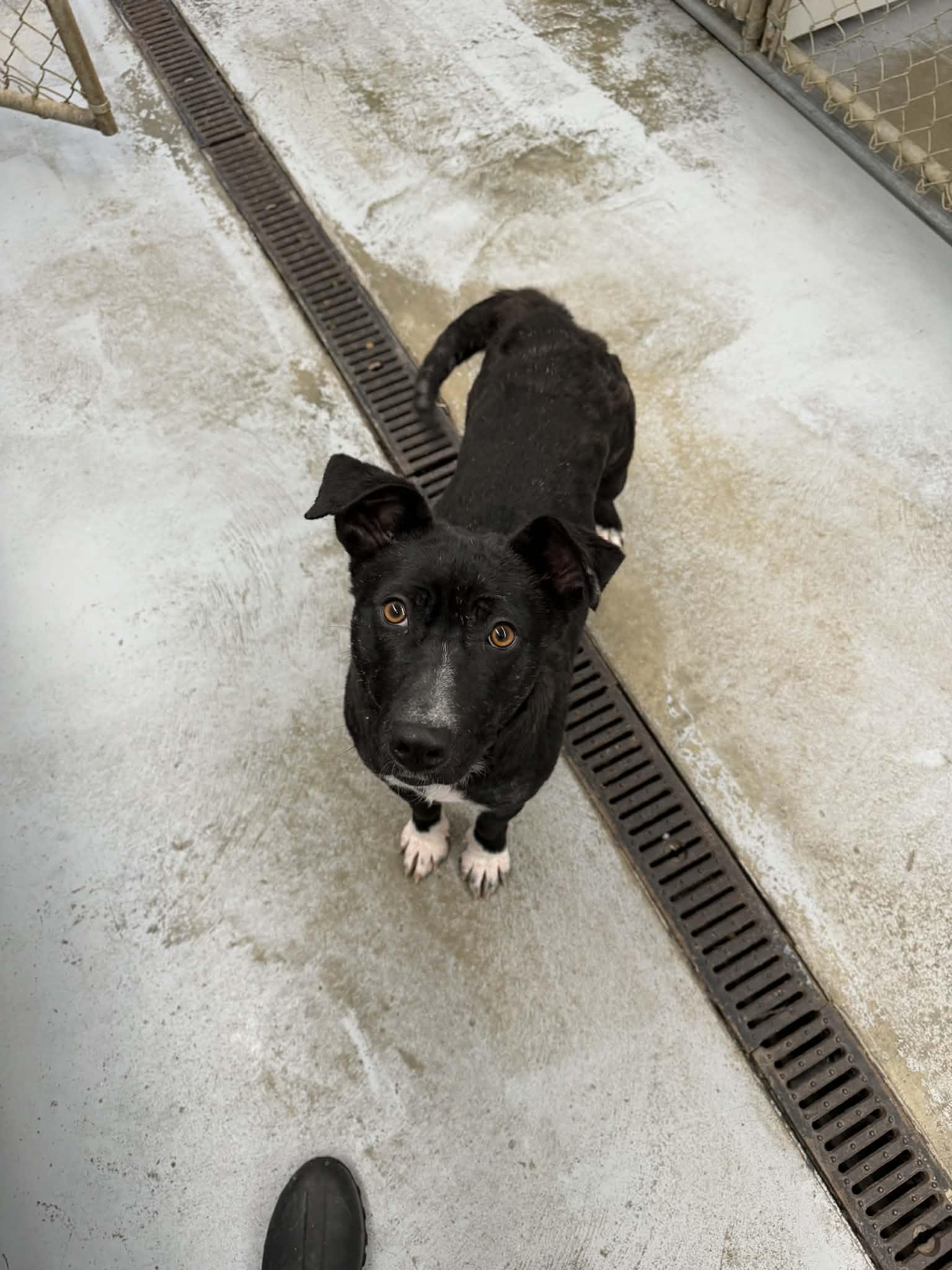 Nyx, ADOPTABLE, Young Female Mixed Breed.