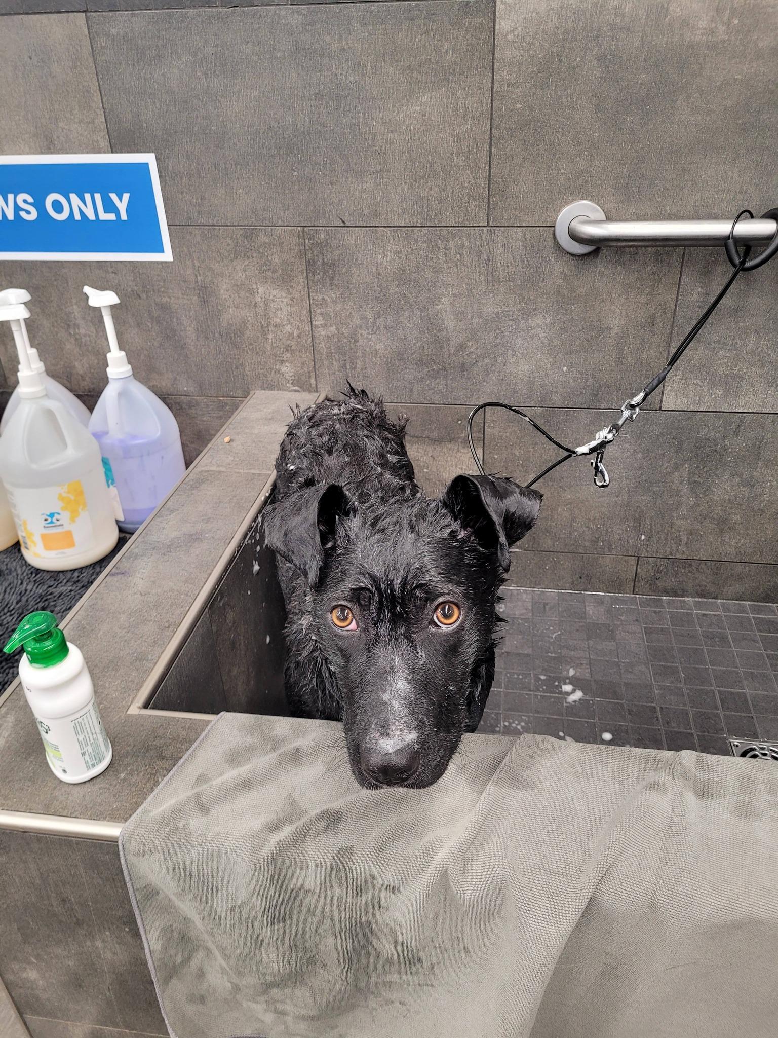 Enlarge Nyx, a ADOPTABLE Mixed Breed in Meadow Lake, SK image 5/5