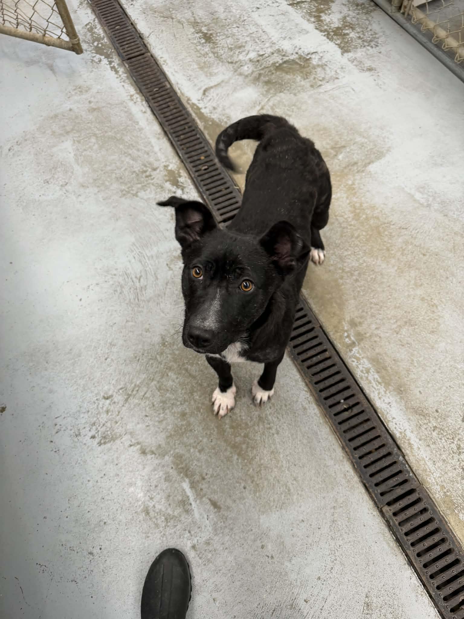 Enlarge Nyx, a ADOPTABLE Mixed Breed in Meadow Lake, SK image 3/5