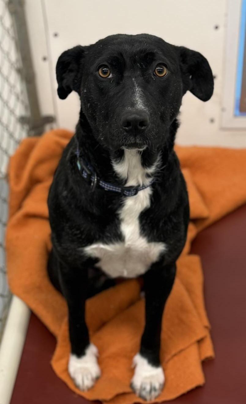 Nyx, ADOPTABLE, Young Female Mixed Breed.