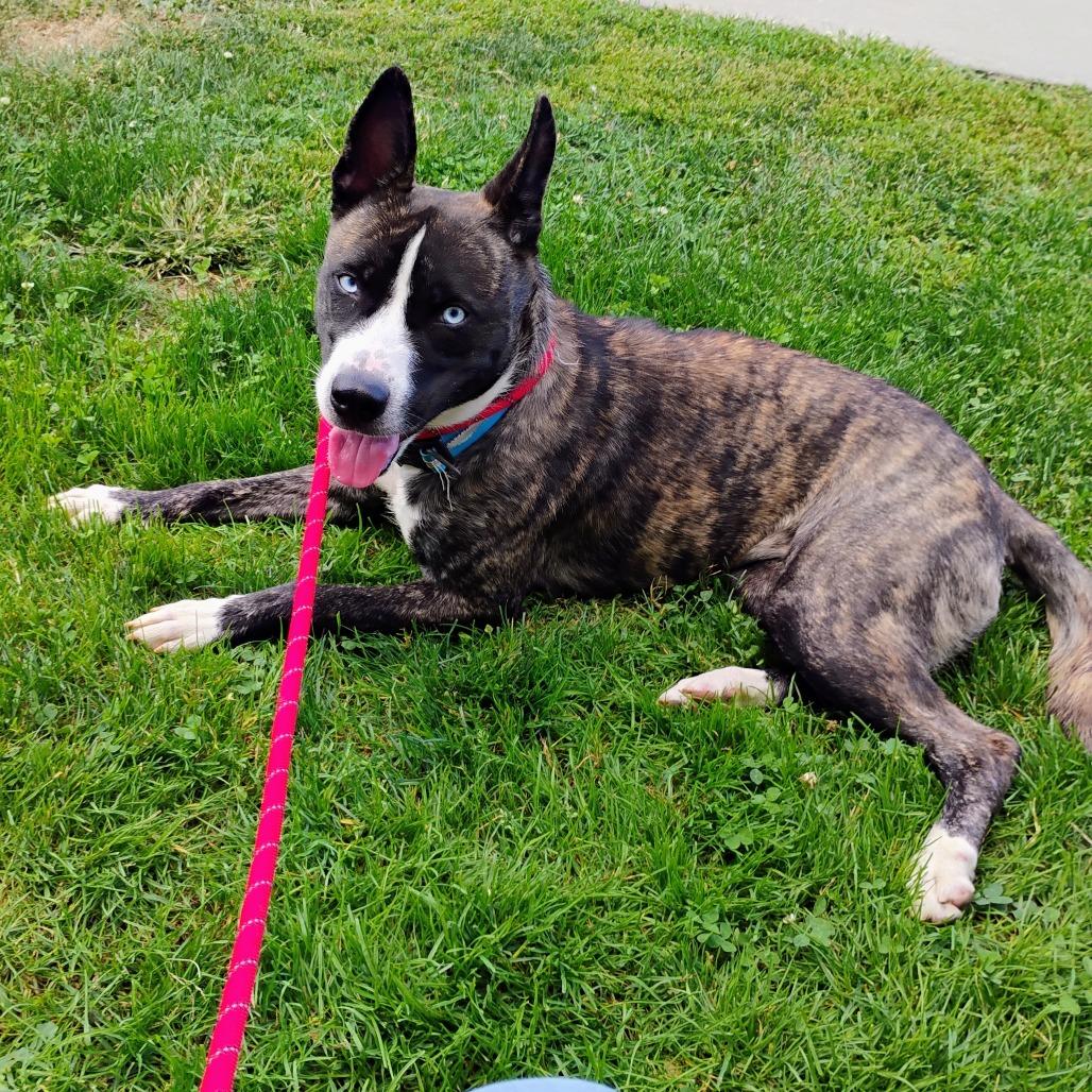 Diva, Adoptable, Young Female Siberian Husky & Mixed Breed.