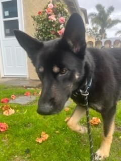 Lady, gentle German Shepherd part 2, a Adoptable German Shepherd Dog in Manhattan Beach, CA image 1/6