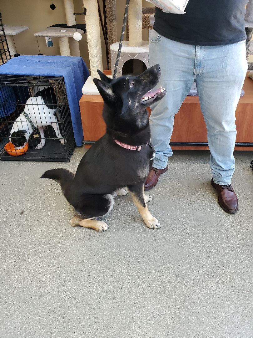 Lady, gentle German Shepherd part 2, a Adoptable German Shepherd Dog in Manhattan Beach, CA image 3/6