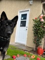 Lady, gentle German Shepherd part 2, a Adoptable German Shepherd Dog in Manhattan Beach, CA image 4/6