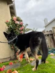 Lady, gentle German Shepherd part 2, a Adoptable German Shepherd Dog in Manhattan Beach, CA image 5/6