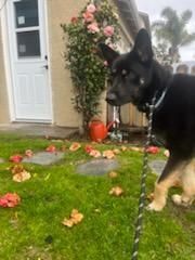Lady, gentle German Shepherd part 2, a Adoptable German Shepherd Dog in Manhattan Beach, CA image 6/6