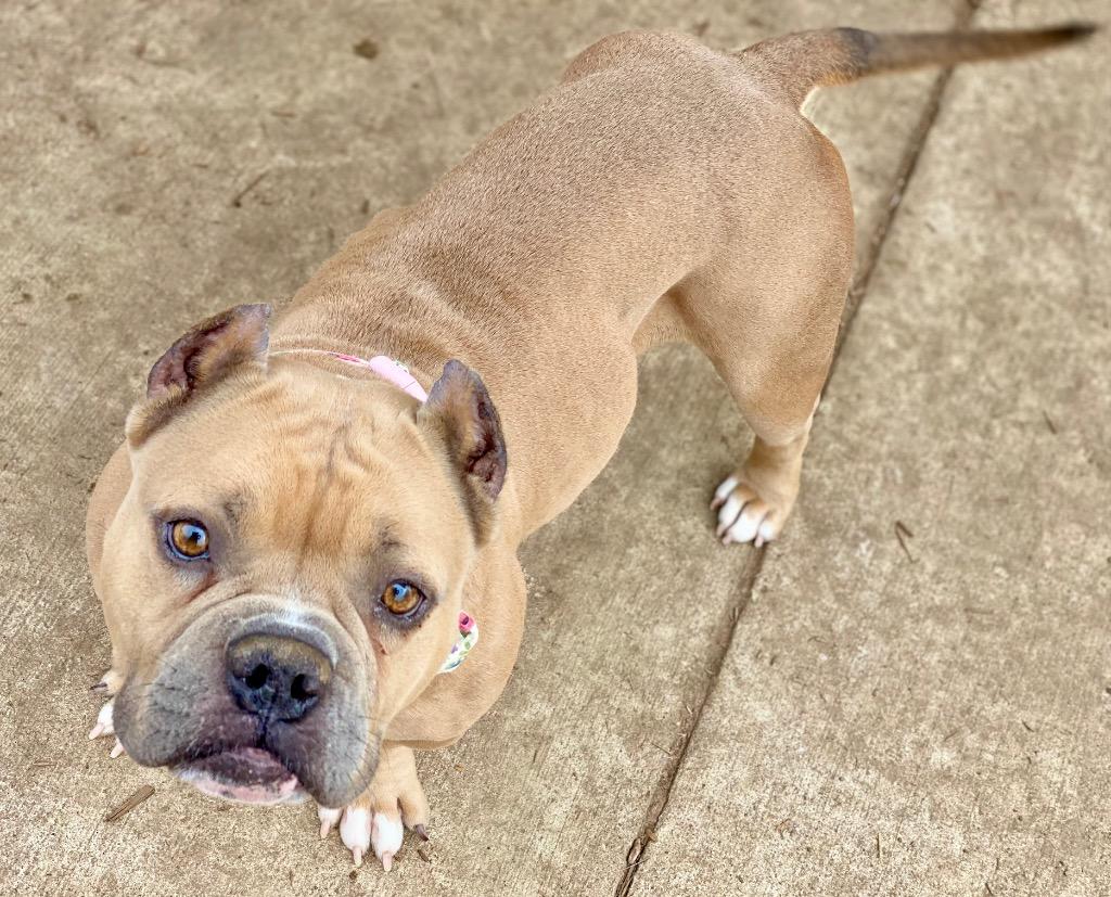 Honey, Adoptable, Adult Female Pit Bull Terrier & Mixed Breed.