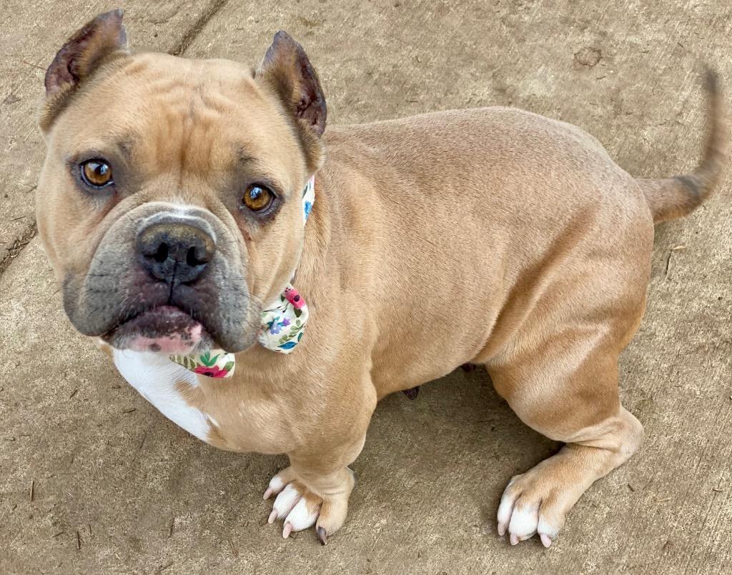 Enlarge Honey, a Adoptable mixed breed in Urbandale, IA image 2/3