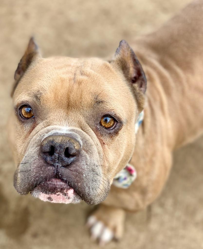 Enlarge Honey, a Adoptable mixed breed in Urbandale, IA image 3/3