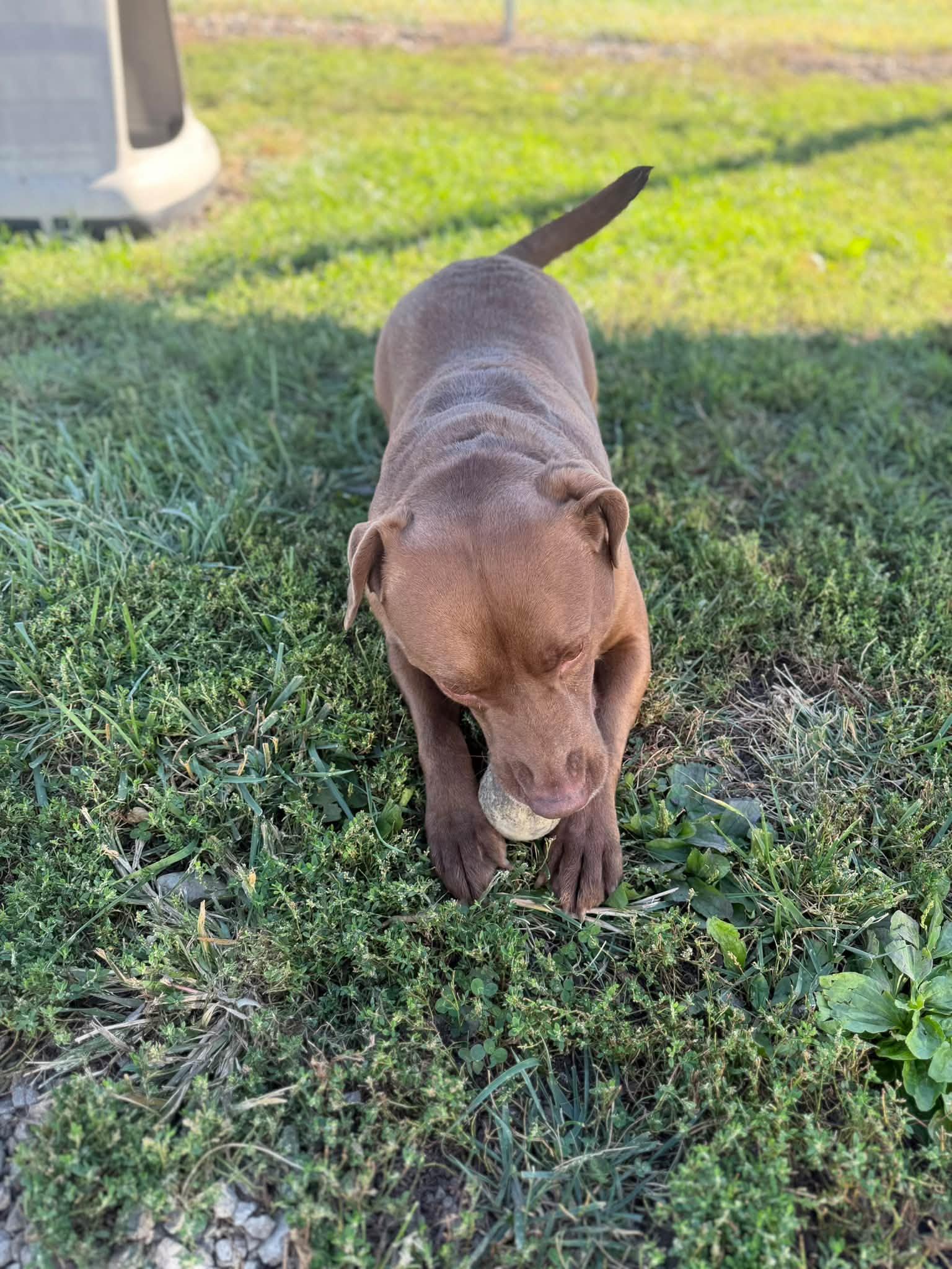 Enlarge Bean, a Adoptable mixed breed in Clinton, IL image 5/5