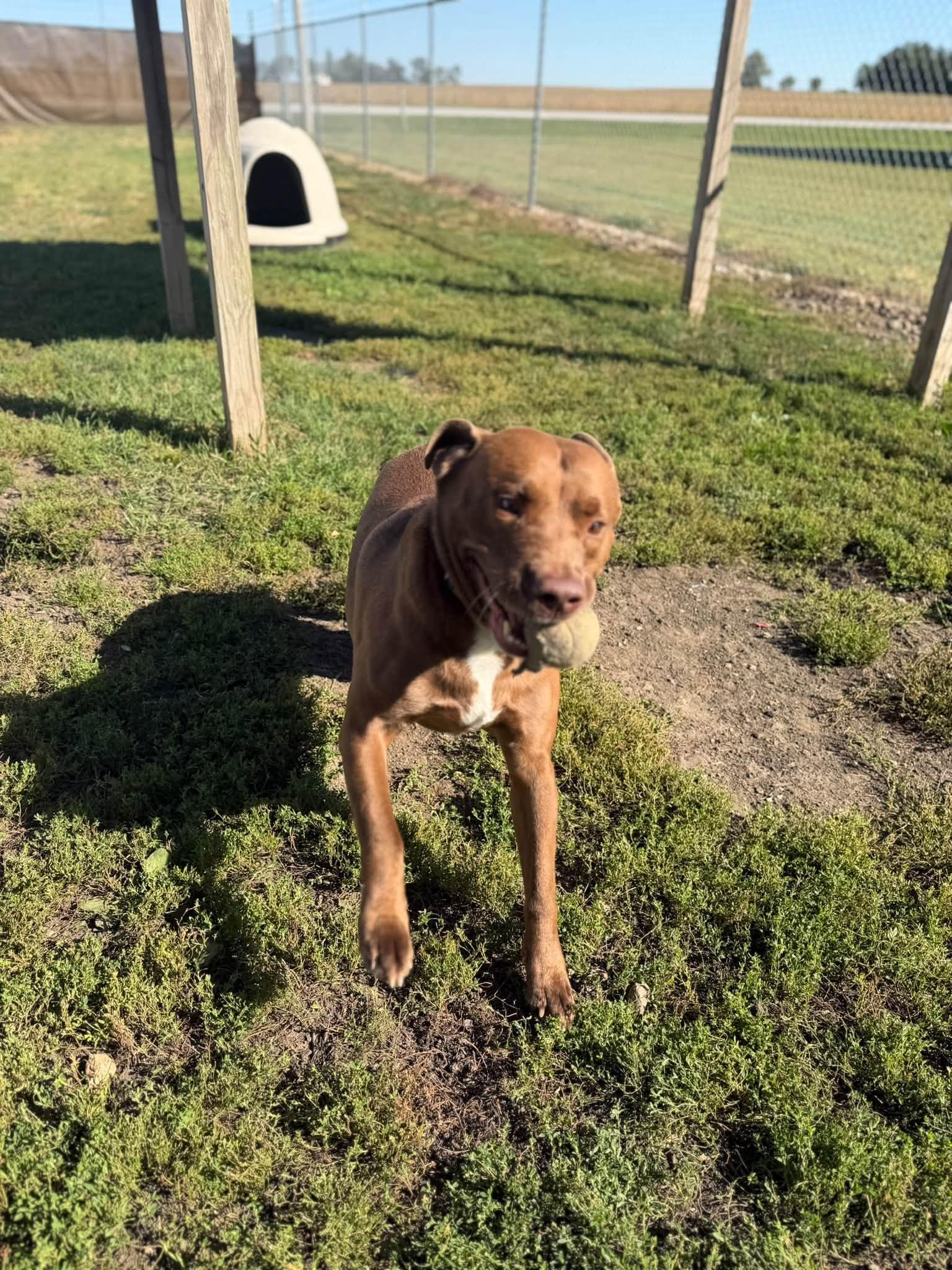Enlarge Bean, a Adoptable mixed breed in Clinton, IL image 2/5