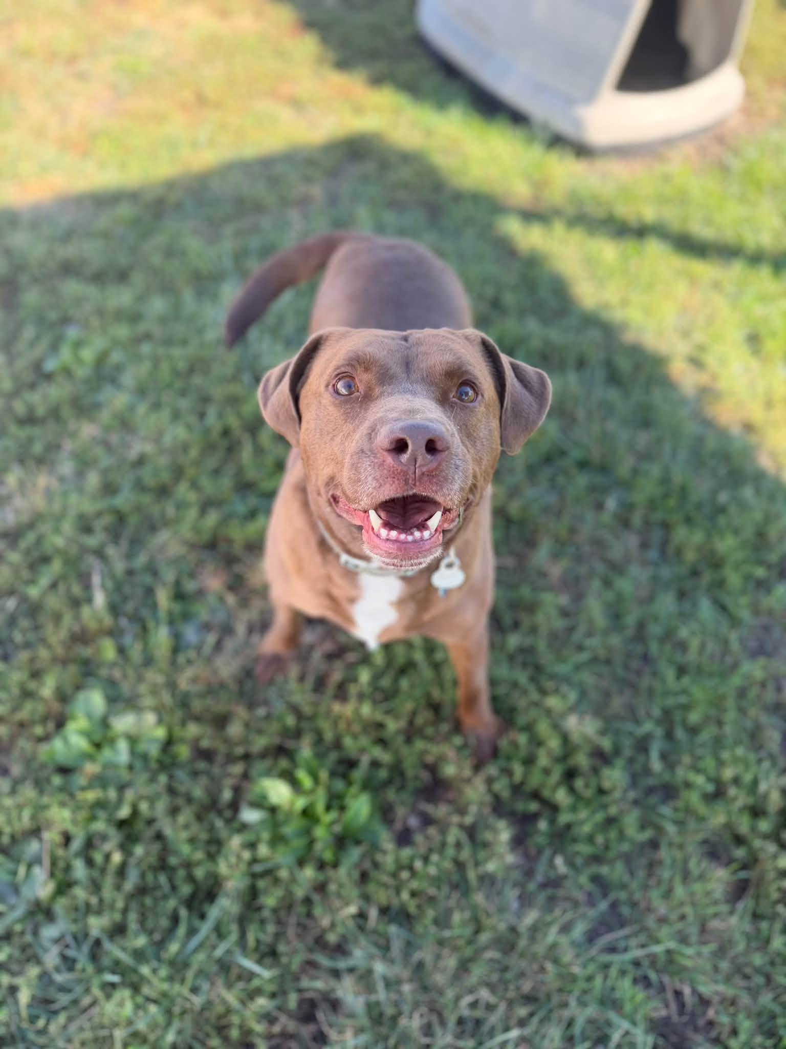 Enlarge Bean, a Adoptable mixed breed in Clinton, IL image 3/5
