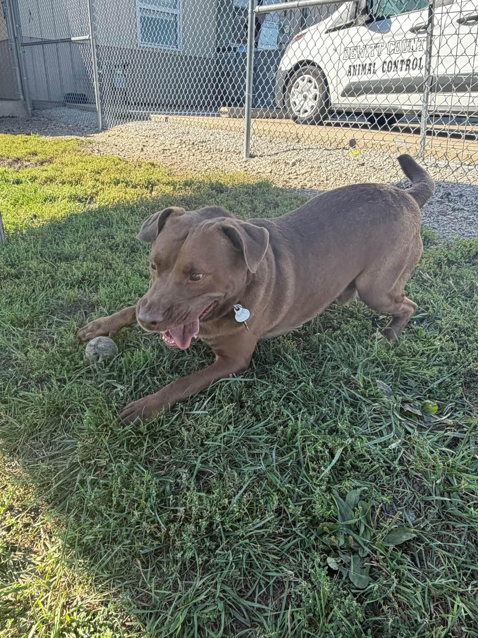 Enlarge Bean, a Adoptable mixed breed in Clinton, IL image 4/5