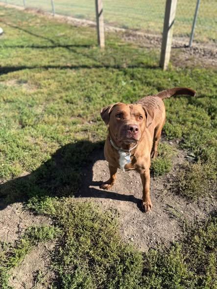 Bean, Adoptable, Young Male Chocolate Labrador Retriever.