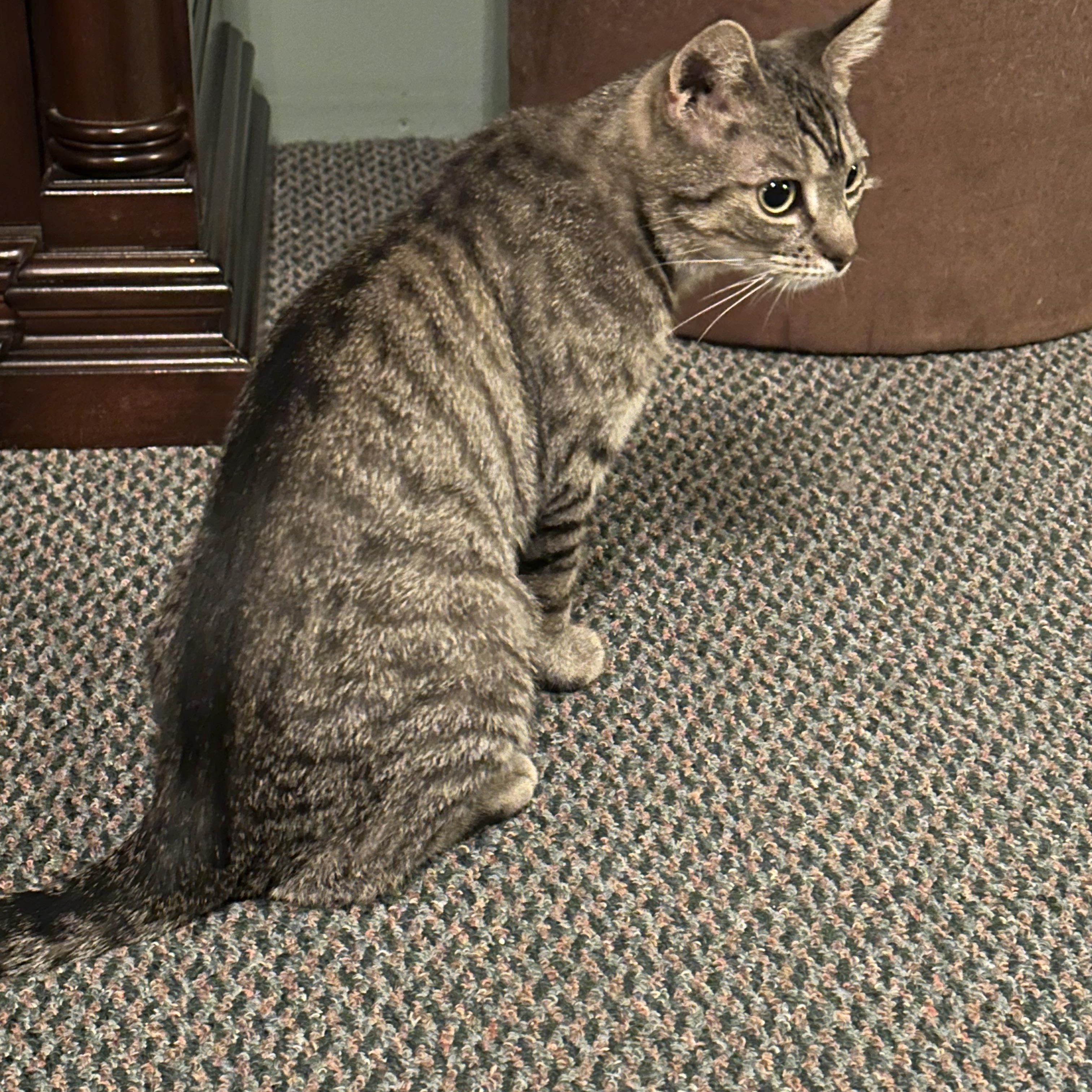 Sabrina, Adoptable, Adult Female Domestic Short Hair.