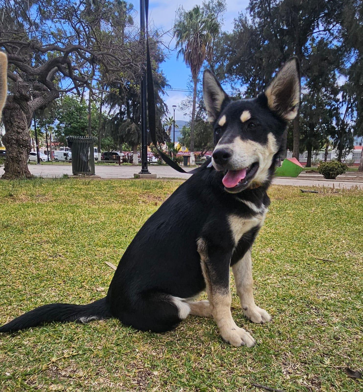 Gracie, Adoptable, Young Female German Shepherd Dog.