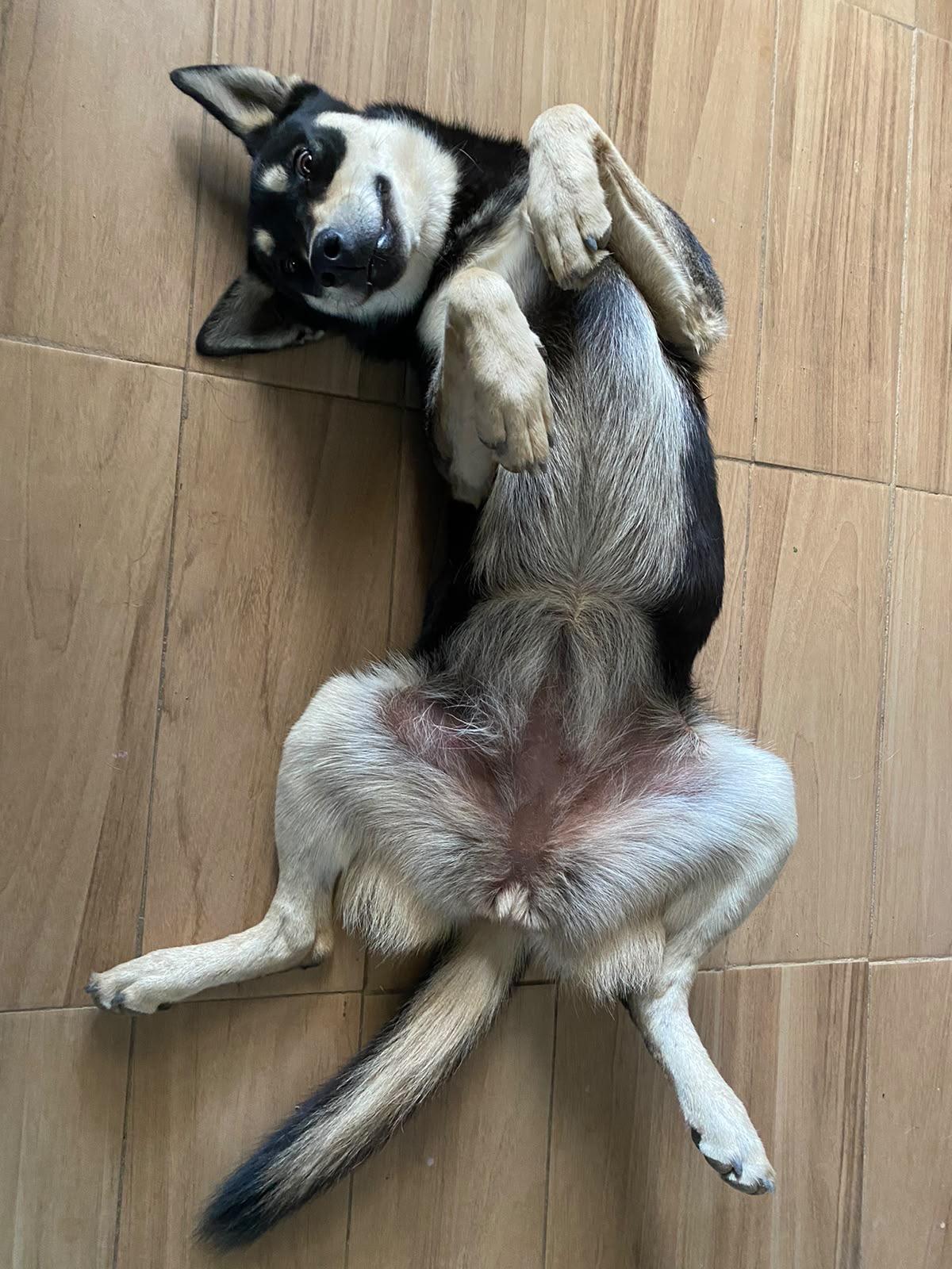 Gracie, Adoptable, Young Female German Shepherd Dog.