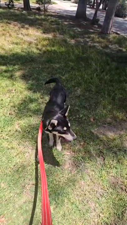 Enlarge Gracie, a Adoptable mixed breed in San Diego, CA video 2/4