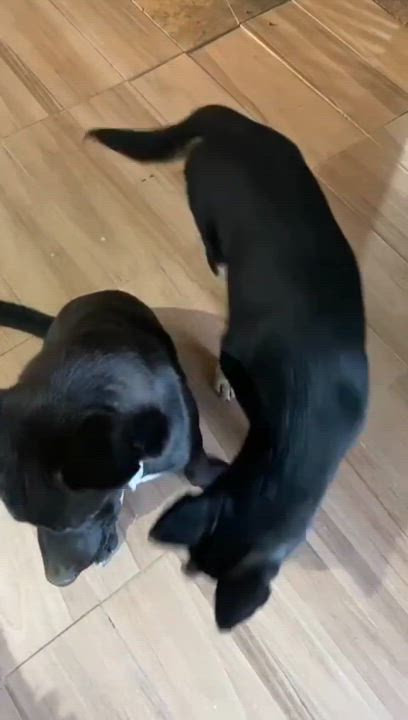 Enlarge Gracie, a Adoptable mixed breed in San Diego, CA video 4/4